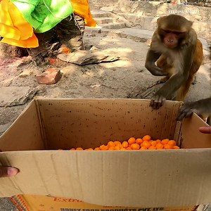 248K views · 10K reactions | Monkeys are crazy for cheese balls || monkey eat cheese balls | Feeding Animal | Facebook