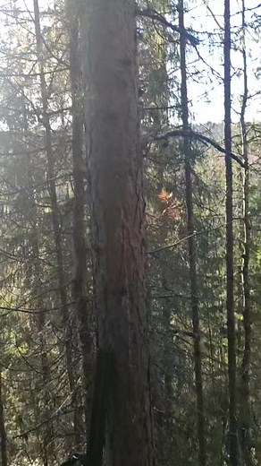 Exploring the Beauty of Serene Coniferous Forests