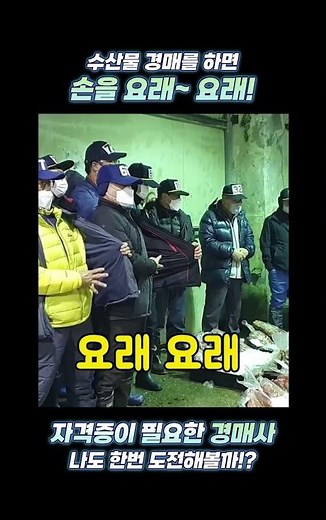 수산물 경매를 하면? 손을 요래! 요래! 도대체 얼마를 부르는 걸까?!