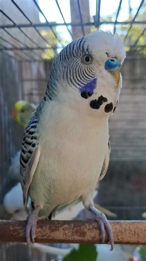 March 23, 2026 Australian parakeet #budgies #pets