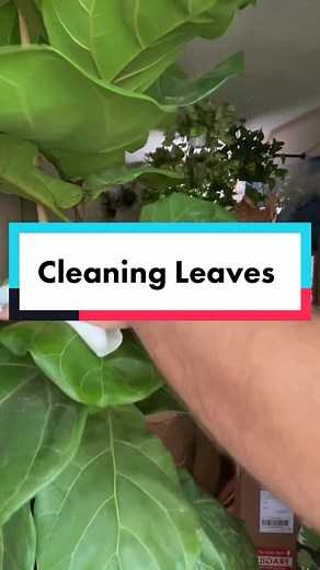 Cleaning Plant Leaves: A Step-by-Step Guide