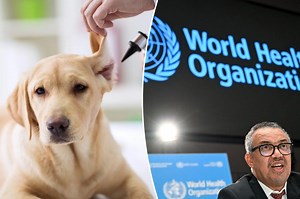 Deadly fungus in dogs’ ears could infect humans: ‘We need to be vigilant’