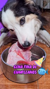 PESCADO comió kasper POR SU CUMPLEAÑOS, SÍ LOS PERROS PUEDEN COMER PESCADO CON TODO Y ESPINAS 🐟😱 #pescado #perros #asmr #food #comida. | Checho adiestrador