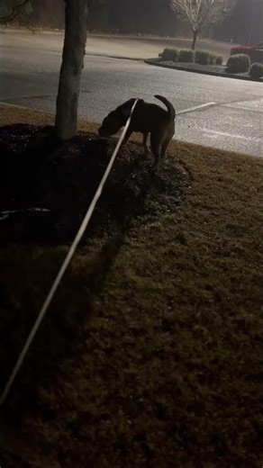 Feeling Better Morning Poop Hunt