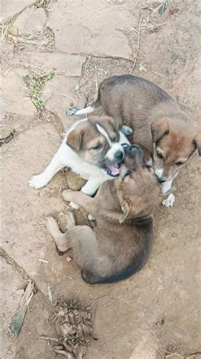 മനുഷ്യന്റെ മോൻ ഇറങ്ങിയിട്ടുണ്ട് 😂😂