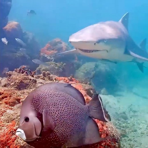 Coral City Camera | Gray Angelfish Heralds a Lemon Shark | 11.23.24