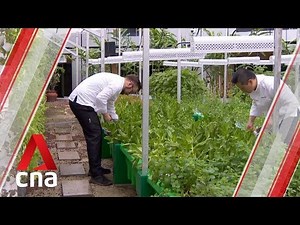 Spotlight on Singapore's first aquaponics garden within a hotel