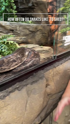 28K views · 353 reactions | HOW OFTEN DO SNAKES SHED? I THE REPTARIUM #reels #thereptarium #snakes #reptiles #learning | The Reptarium | Facebook