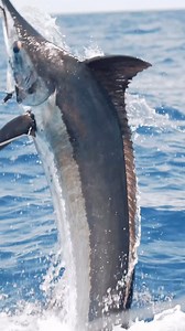 44K views · 1.2K reactions | Die with memories not dreams. Grander: The Bad Company Documentary will release February 16th on badcocrew dotcom or on the BADCO Crew Mobile App for iOS & Android. | Bad Company Fishing Adventures | Facebook