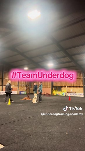 Engagement and focus 1:1 session 🙌👌🏼 #TeamUnderdog #northsomerset #NorthsomersetDogTraining