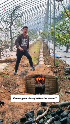 How China Grows Cherries 3 Months Early | Genius Greenhouse Heating Technique Explained #shorts