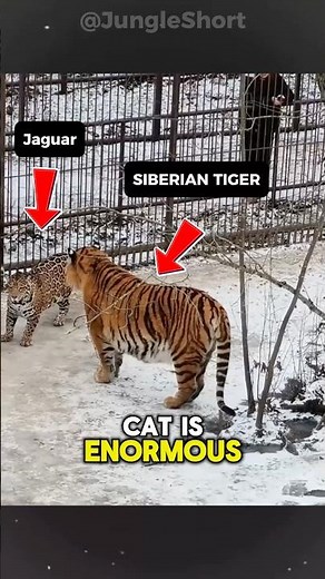 The Largest Cats Ever to Walk the Earth 💀 | Siberian Tigers🐅