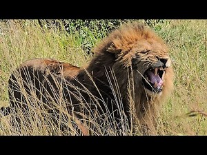 INCREDIBLE Big Five Safari Encounters | Kenya Wildlife Documentary 4K.