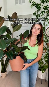 Do you have a ficus in your collection? They are some of the BEST plants to have. Do you agree?? 💚💫SAVE THIS GUIDE: How to grow a HUGE Ficus Elastica indoors ⬇️💦Water your Ficus Elastica when the top inch of soil is dry. Avoid overwatering as it can lead to root rot.☀️ Place your plant in bright, indirect light. Avoid direct sunlight as it can scorch the leaves.☁️ Ficus Elastica prefers high humidity if you can swing it. I use a humidifier set to 50% humidity 🪴 Feed your ficus 1x a month. Th