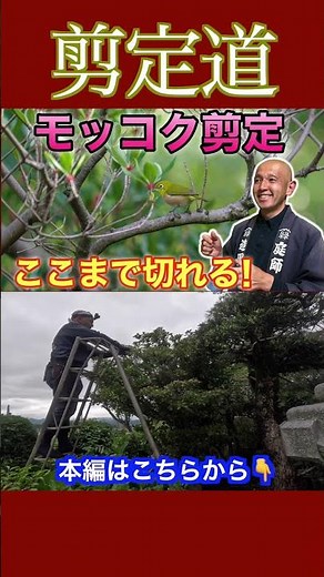 《モッコク剪定》どこまで切れるかビフォーアフター！！ #剪定方法 #庭作業 #庭木の管理 #モッコク #初心者 #小さくする