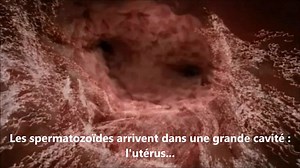 4ème : chapitre 3 : activité 1 : les premières étapes de la reproduction humaine