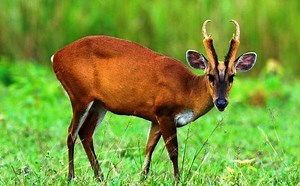 Indian muntjac - Alchetron, The Free Social Encyclopedia