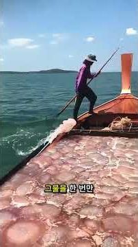 해파리 철에는 엄청난 양의 해파리를 쉽게 채취할 수 있습니다