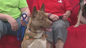 Rescue pups Ace and Berta look for loving homes through Dogs 2nd Chance