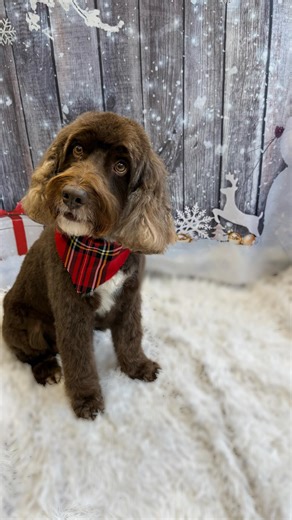 2.2K views · 75 reactions | The ultimate teddy bear cut 笠 @wahlanimaluk  Use code “HHOUNDS10” for money off your WAHL orders  #wahl #fyp #doggrooming #dogs #dogsofinstagram | Hammond's Hounds | Facebook