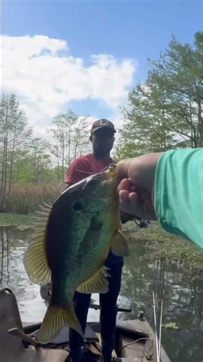 SHELLCRACKER ON SANTEE COOPER‼️ #betts #shellcracker #santeecooper