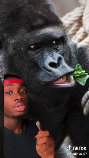 Nature can’t expect me to take them seriously when they sound like that #animals#facts#learnontikok#gorilla