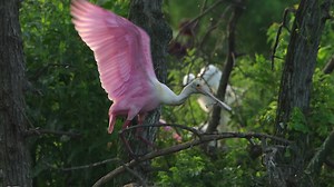 3.8K views · 383 reactions | What types of meals does the Roseate Spoonbill score with its utensil-shaped bill? Find out when you click here: https://abcbirds.org/bird/roseate-spoonbill/ Video: Roseate Spoonbill | American Bird Conservancy | Facebook