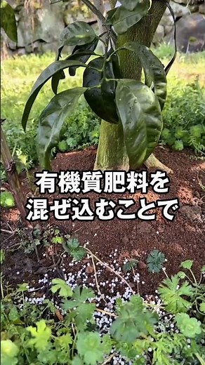 みかん栽培に重要な秋肥#魚粉肥料 #automobile #肥料 #農業 #みかん農家