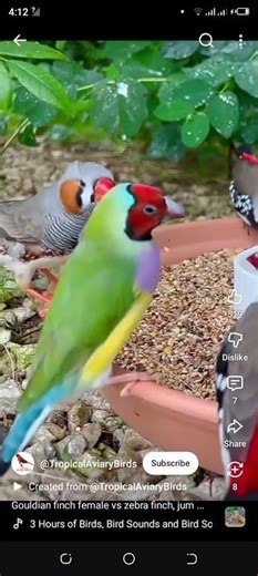 zebra finch bird sound : The sound of a female bird Zebra Finch sound Finches.