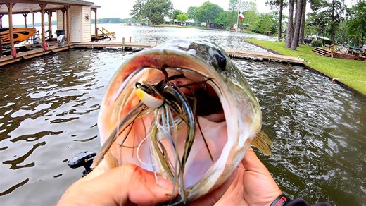 Shallow spring bass aggressively attack swim jigs on lake