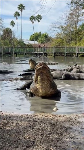 SPRING has SPRUNG! #youtubeshorts #alligator #crocodile