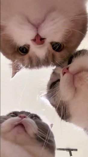 😻 3 CATS STARING AT THE CAMERA CLOSE UP! ONLY THEIR FACES! �
