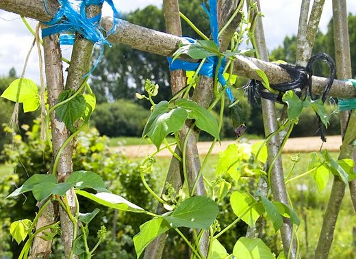 Tuteur haricots verts : les meilleures techniques de tuteurage
