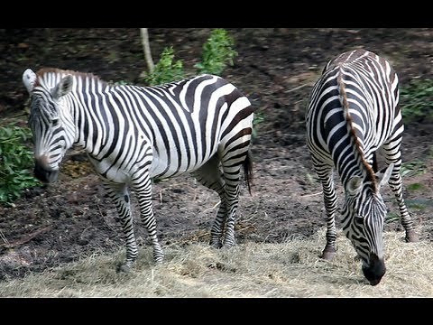 Kilimanjaro Safaris Full Ride POV + Zebras! Disney's Animal Kingdom, WALT DISNEY WORLD, FL