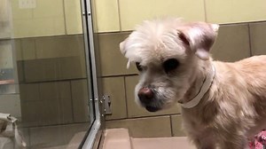 6.5K views · 104 reactions | RESCUED - PLEDGE INFO ON THREAD...