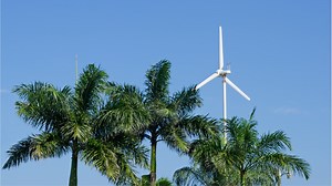 Inspired by palm trees, scientists develop hurricane-resilient wind turbines