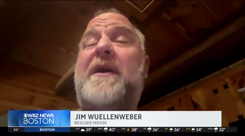 Snowmobile riders rescue moose trapped in snow in New Hampshire