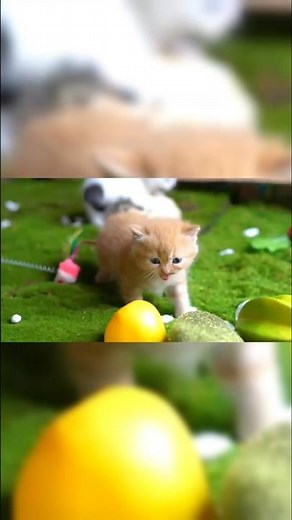 🐰 Cute Bunny Moments | Funny Rabbit Videos That Will Melt Your Heart 🥕