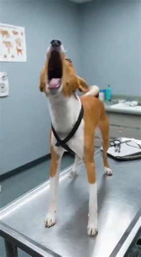 Dramatic Basenji Unleashes Unearthly Yodel-Scream Over Tiny Needle