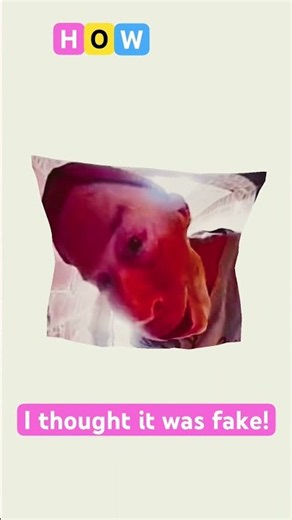 What? #trend #funny #prime #memes