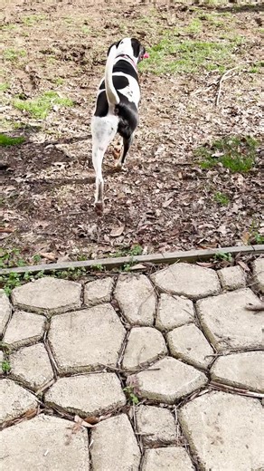 If your dog can break these toys, they will replace them. | Frankie's Favorite Pet Products | Facebook