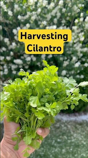 Full Cilantro Growing Guide In Description. Satisfying harvest #coriander #homegardening #curry++
