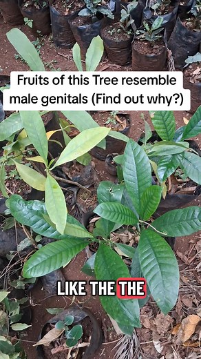 Tabernaemontana stapfiana is a beautiful evergreen shrub or small tree that stands out for its glossy leaves and clusters of white, sweet-scented flowers. It is one of the most eye-catching indigenous species found in montane and mid-altitude forests across East Africa. The tree blooms generously, often brightening forest edges and homesteads with its star-shaped flowers that attract butterflies and other pollinators. Its smooth bark and dense canopy make it a good ornamental species for landsca