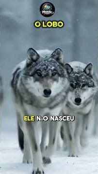 Dois Animais Selvagens que não nasceram para viverem presos