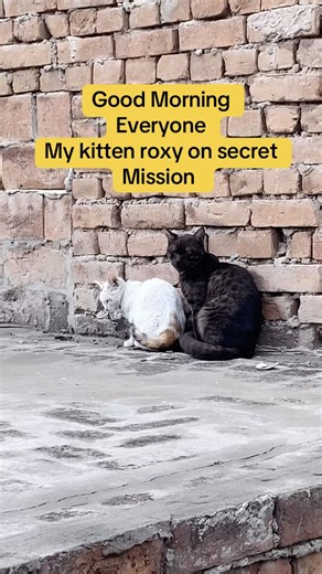 My kitten Roxy visiting his girlfriend and running back home fast