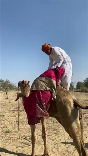 The bride is trying to get her groom to sit on top of the camel