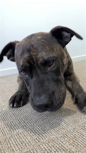 19 reactions | Pet Snacks has so many natural options for keeping your dogs teeth clean. Even fussy pups will find something they love! ⭐⭐⭐⭐⭐ "Got rid of a lot of plaque build up, long lasting and the dogs love them." ~ 5-star review from Anne (Sydney) ︎✨CLEAN teeth with FRESH breath 數Single ingredient 70,000+ Happy customers Australian made & owned | Pet Snacks | Facebook