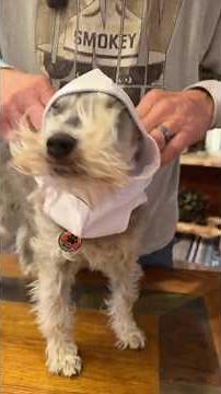 Our Dogs Rocking our New Cowboy Apparel Gear