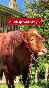 Sapi racing #fypシ゚ #sapi #sapiviral #jangkauan #sapijumbo #sapisuper #semuaorang #monetisasi #reelsfbシ @penggemar berat Sapi Limousin Brahman Simmental Sapi bull | Blantik milenial