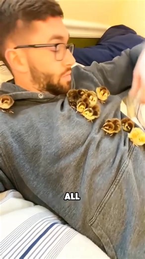 A group of cute little quails #tiktok #fyp #story #animals #cute #foryou | Animal Preview